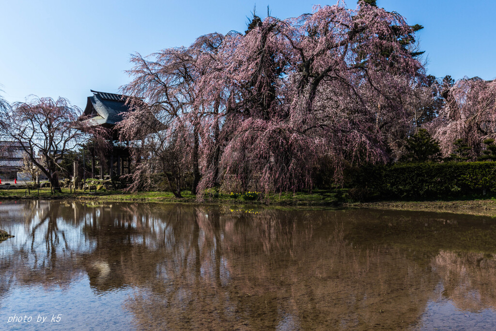 安養寺のしだれ桜