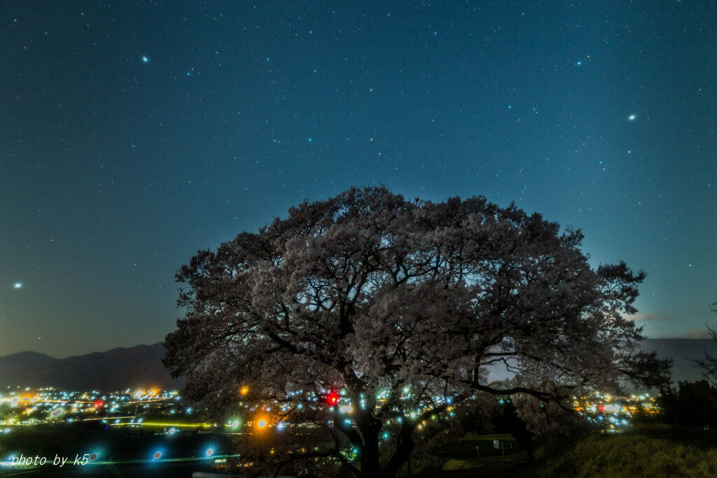 夜の満開の一本桜