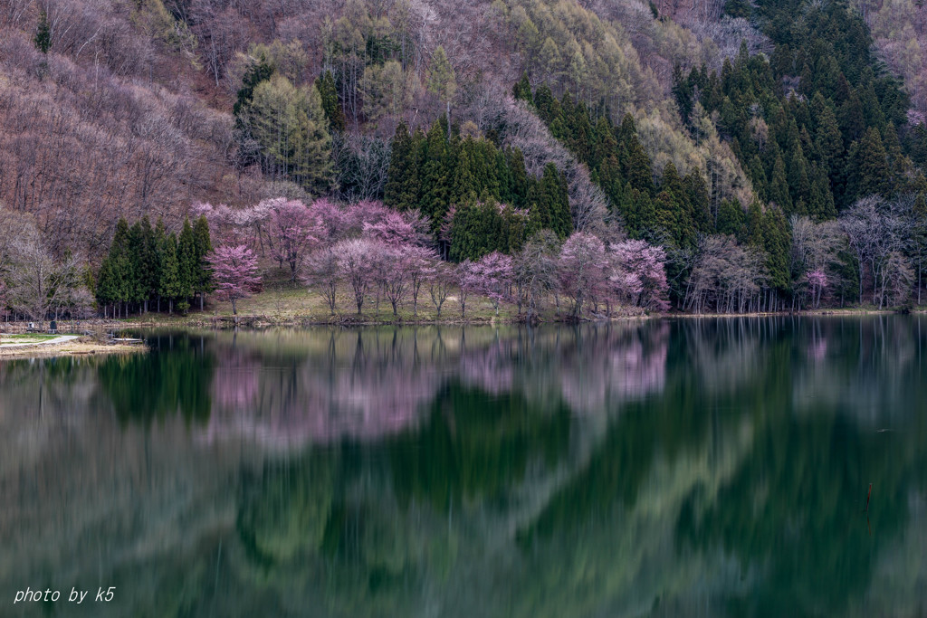 中綱湖のオオヤマザクラ