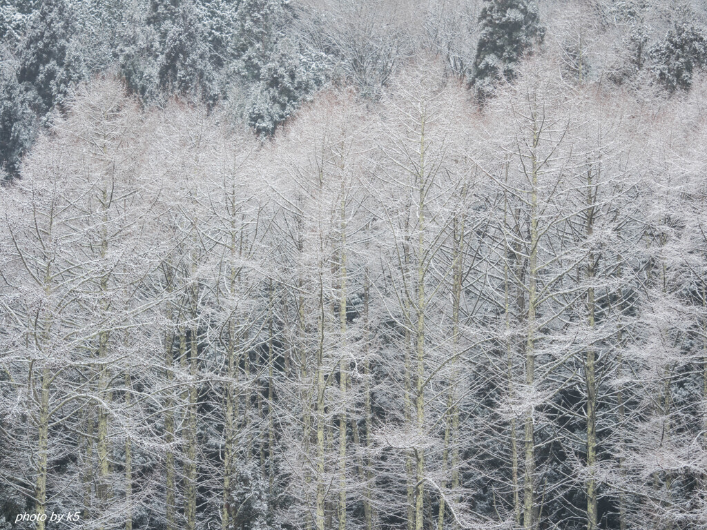 雪景色
