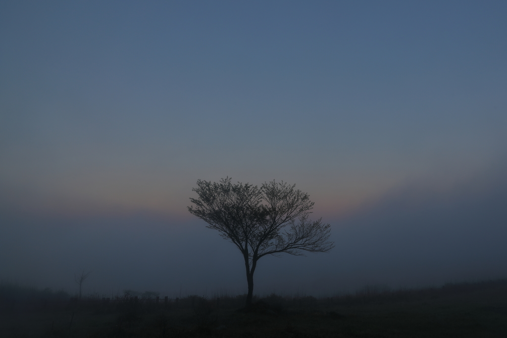 夜明けの一本樹