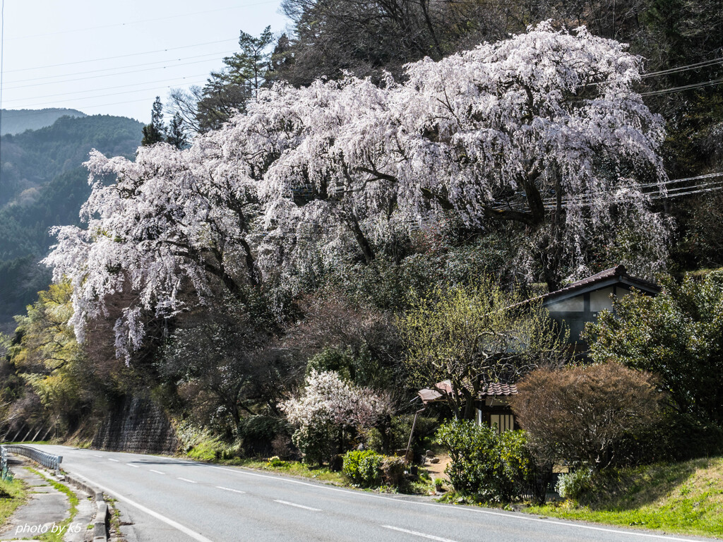 清内路峠の桜