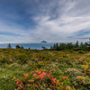 富士山とツツジ