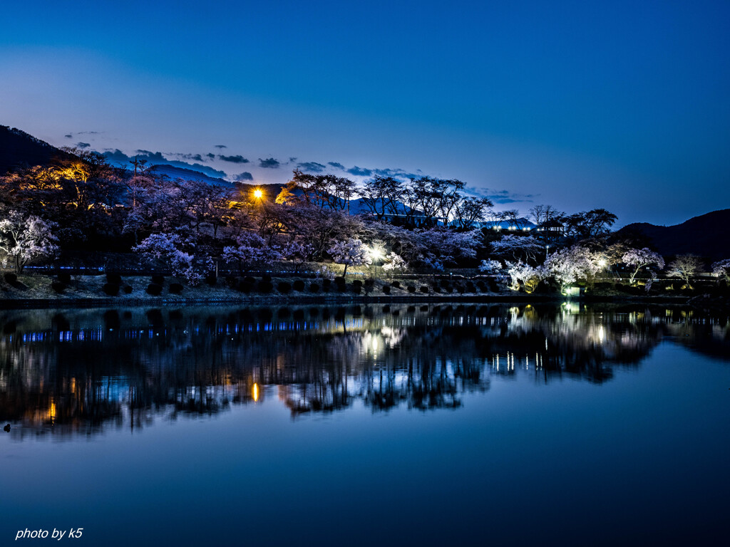 夜桜リフレクション