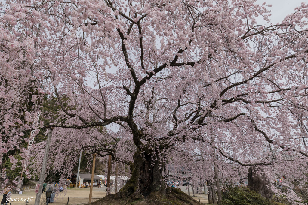 麻績の里舞台桜