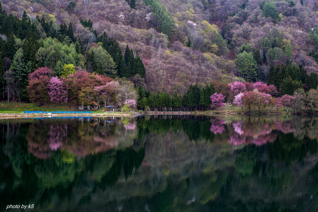 中綱湖のオオヤマザクラ