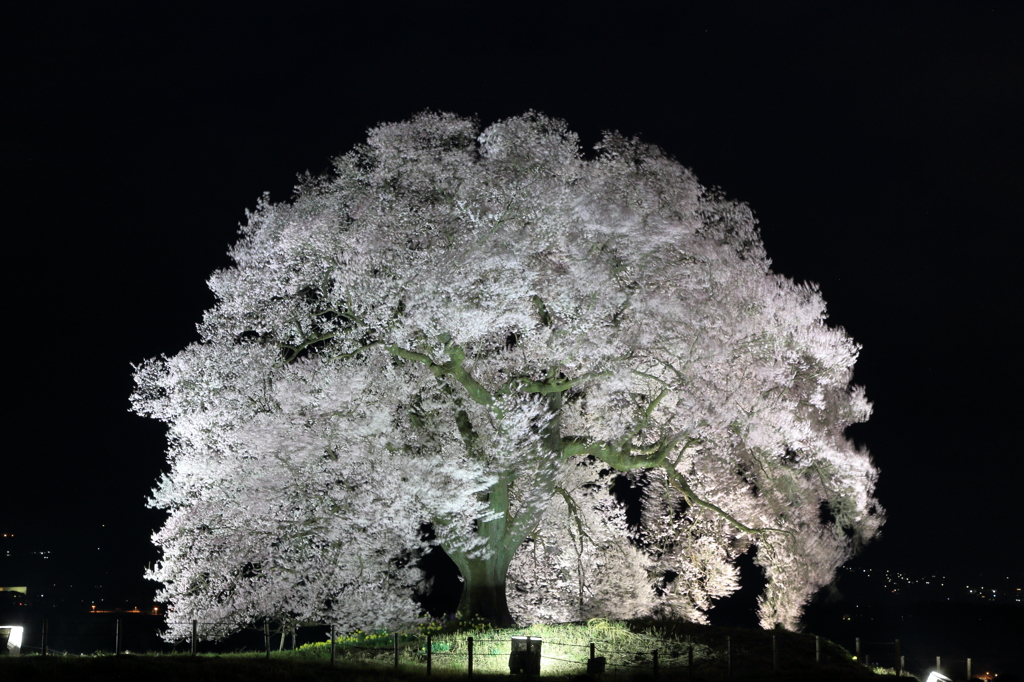 わに塚の桜