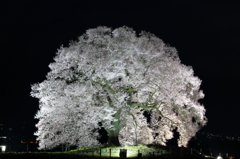 わに塚の桜