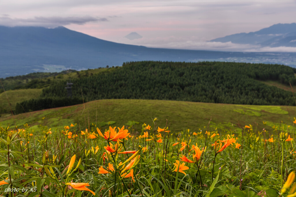 ニッコウキスゲと富士山
