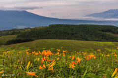 ニッコウキスゲと富士山