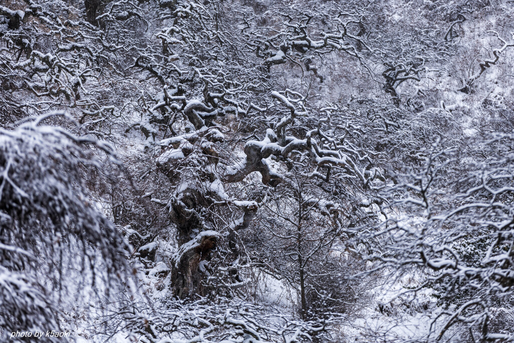 しだれ栗雪景色