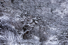 しだれ栗雪景色