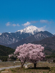 常念道祖神の桜2