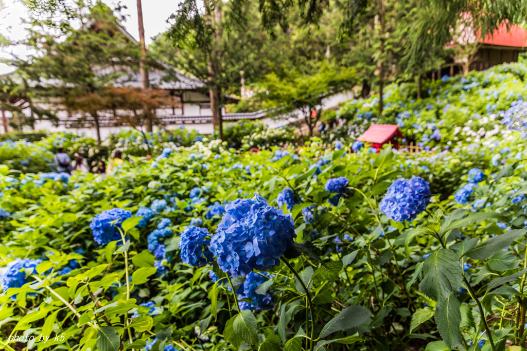 弘長寺の紫陽花