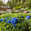 弘長寺の紫陽花