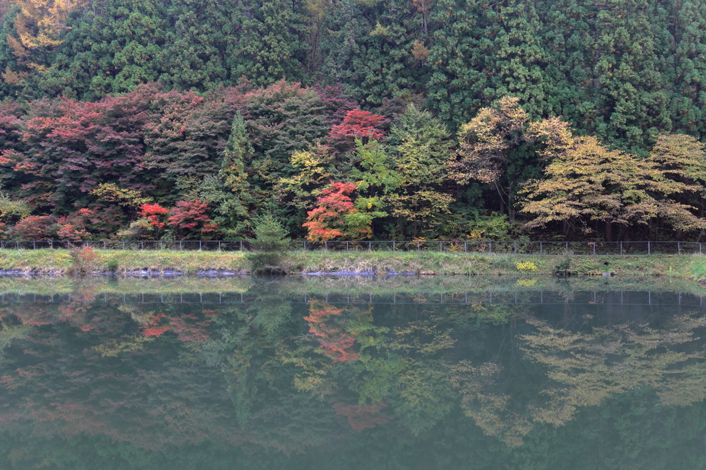 紅葉