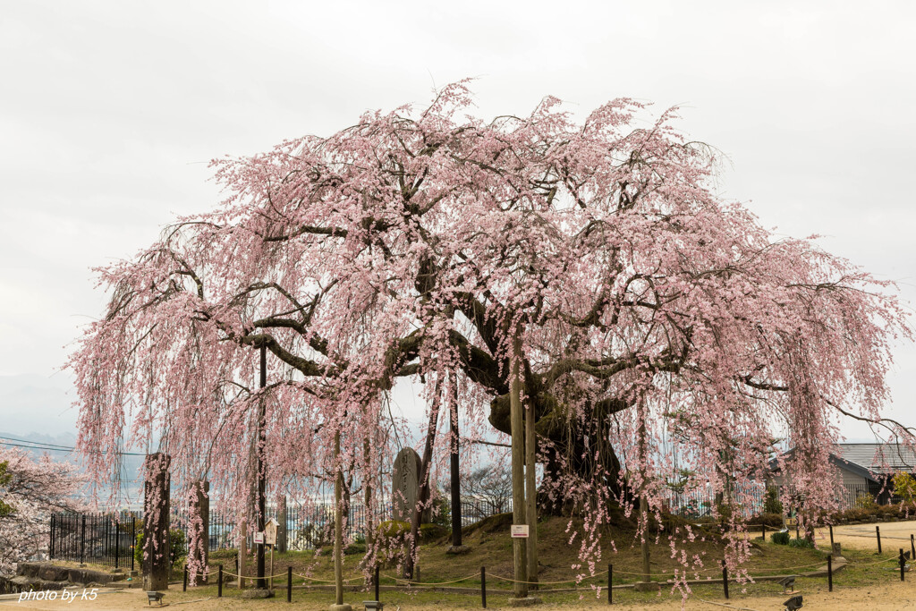 麻績の里舞台桜