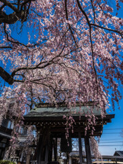 長照寺の桜1
