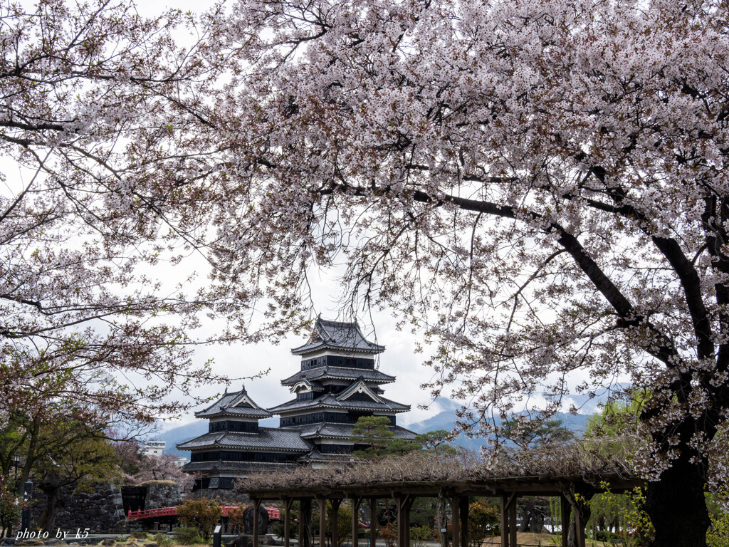 春の国宝松本城