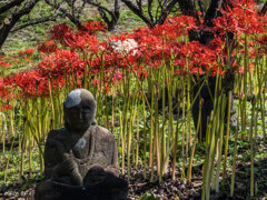 彼岸花