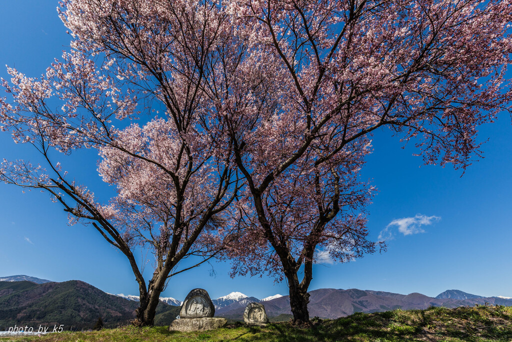 満開の常念道祖神の桜