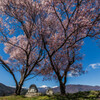 満開の常念道祖神の桜