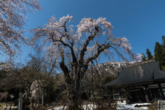 貞麟寺の桜