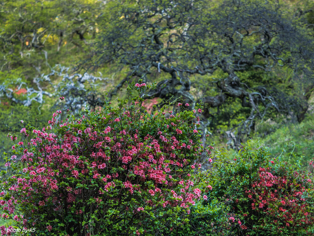 しだれ栗森林公園