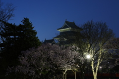 桜と松本城