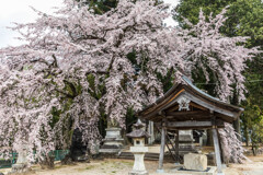 御射山神社のしだれ桜
