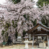 御射山神社のしだれ桜