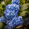 雨上がりの紫陽花1