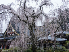 久遠寺の桜