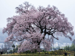 雨中のわに塚の桜