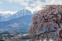 吉瀬の枝垂桜