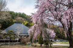 光輪寺の枝垂れ桜　