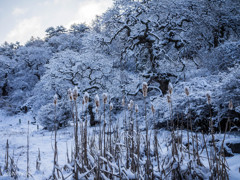 雪のしだれ栗1