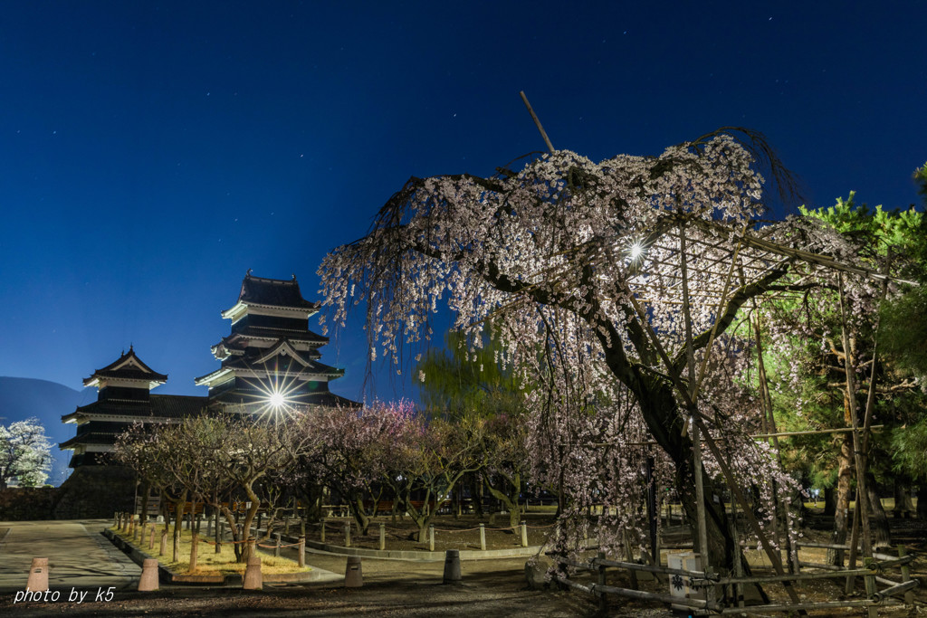 松本城の桜2
