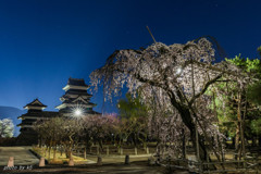 松本城の桜2