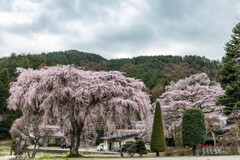 光輪寺の桜