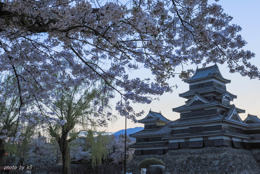 松本城と桜1