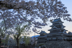 松本城と桜1