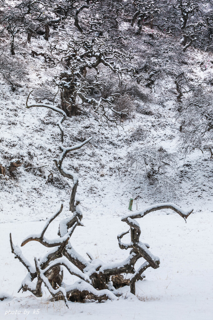 雪のしだれ栗3