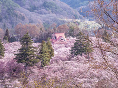 高遠城址公園