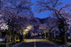 桜のトンネル