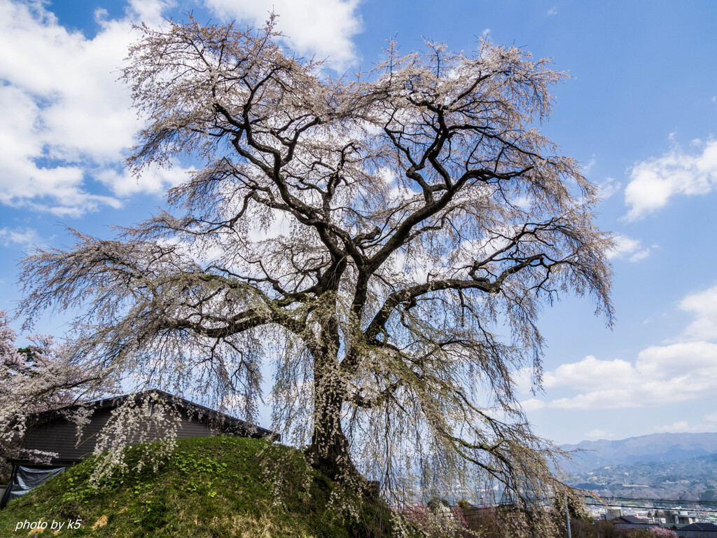 麻績の里石塚桜