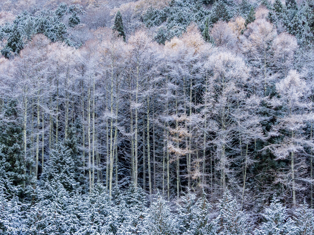 紅葉に雪景色