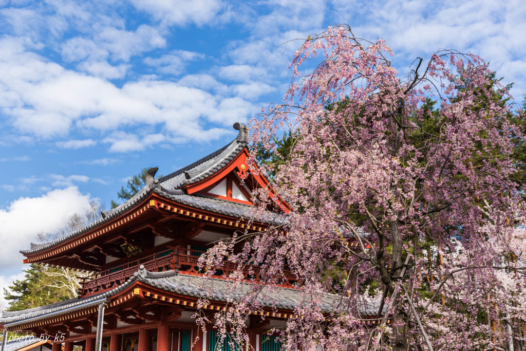 聖光寺の桜1