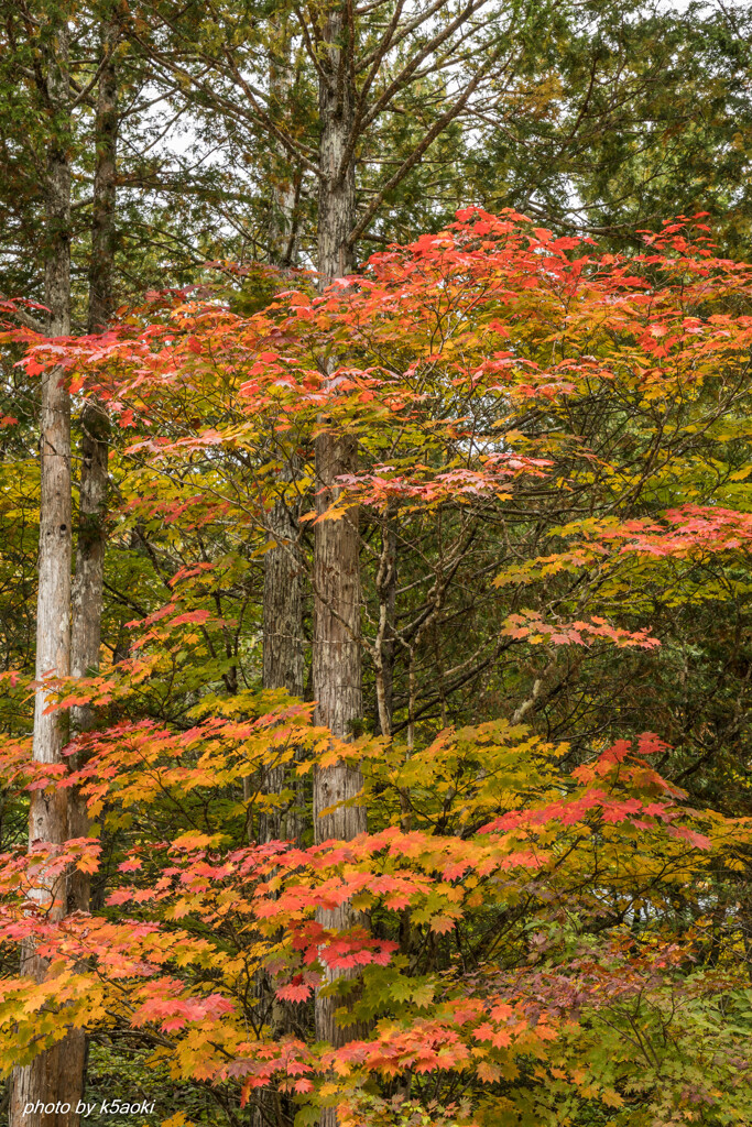 赤沢自然休養林
