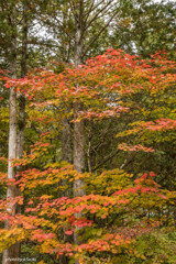 赤沢自然休養林